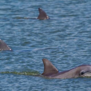 2 Hours Dolphin Eco Tour 9