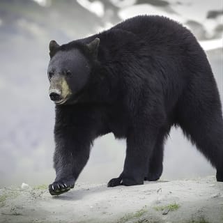 Glacier & Wildlife Discovery Tour 6