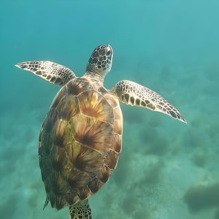 Snorkeling in Paradise - Videos Included 9