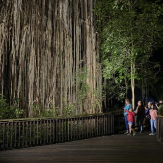 Nocturnal Rainforest & Wildlife Tour from Cairns 4