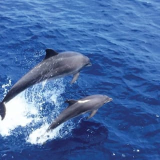 Santa Ponsa: osservazione dei delfini in barca con fondo in vetro 7