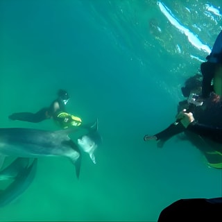 Swim with Wild Dolphins Day Tour 2