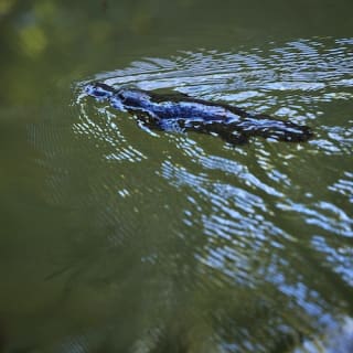 Nocturnal Rainforest & Wildlife Tour from Cairns 6