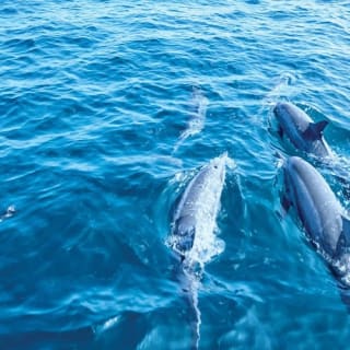 Santa Ponsa: osservazione dei delfini in barca con fondo in vetro 8