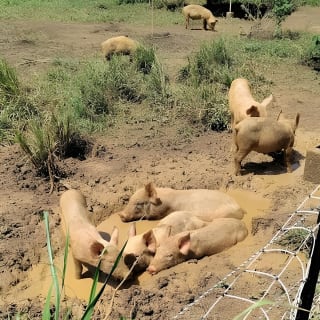 Eco Friendly Farming Tour to Explore Dorado's Most Beautiful Farm 10