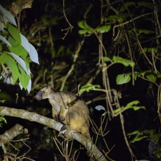 Nocturnal Rainforest & Wildlife Tour from Cairns 10