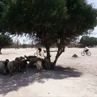 Excursion à vélo hors route de la Palmeraie au départ de Marrakech 6