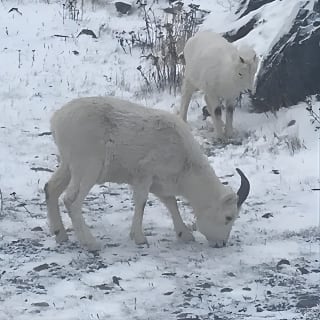 Winter - Wildlife & Turnagain Arm Tour 4