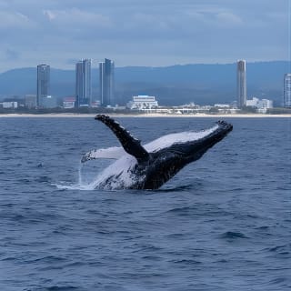 Gold Coast Whale Watching Cruise 8