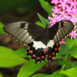 Rainforestation Nature Park & Australian Butterfly Sanctuary 2