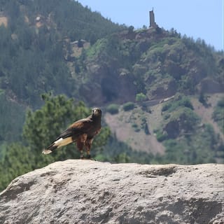Colorado Springs Hands-On Falconry Class and Demonstration 2