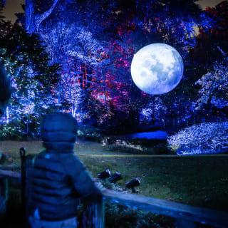 Lightscape: A Dazzling Trail of Color and Light - Waitlist 2