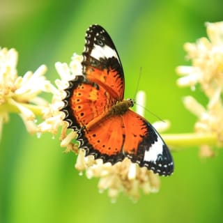 Rainforestation Nature Park & Australian Butterfly Sanctuary 6