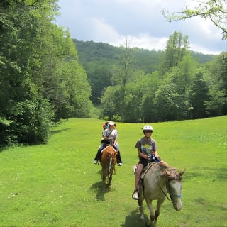 Guided Horseback Ride through Flame Azalea and Fern Forest 2