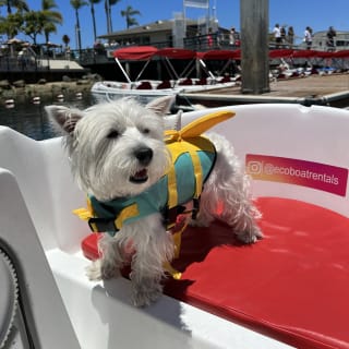 Pedal Boat rental in hidden part of San Diego Bay! 3