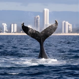 Gold Coast Whale Watching Cruise 9