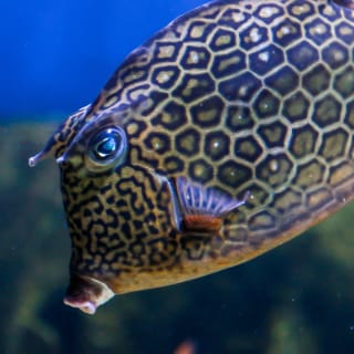 Acuario de Florida: Entrada 6