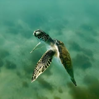Snorkeling in Paradise - Videos Included 11