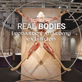 Real Bodies Leonardo’s Anatomy Exhibition 1
