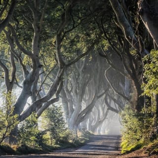 Giant's Causeway, Dunluce Castle, Dark Hedges and Belfast city from Dublin 1