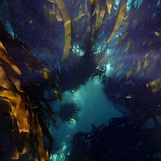 Kelp Forest Snorkeling in Cape Town 6