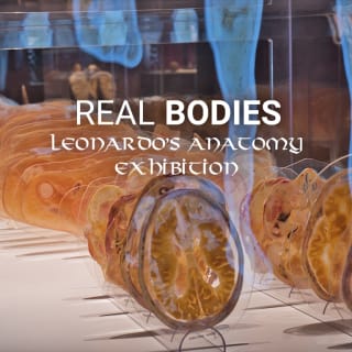 Real Bodies Leonardo’s Anatomy Exhibition 3