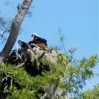 Waccamaw River Nature and Wildlife Tour 1