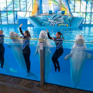 SeaWorld San Antonio: Fast Track 4