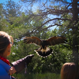Colorado Springs Hands-On Falconry Class and Demonstration 3