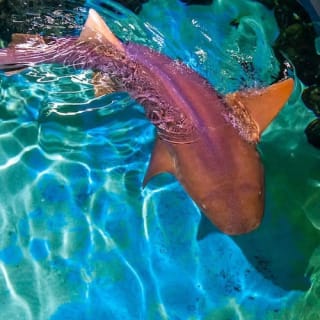 Clearwater Marine Aquarium 6