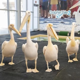 Clearwater Marine Aquarium 7