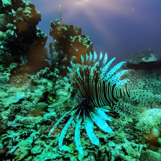 Bajo un mar de aventuras, inmersiones inolvidables. 9