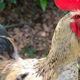 Soller Valley Walk with Orange Farm Visit 15