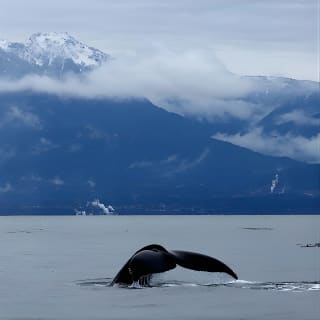 Zodiac Whale Watching Adventure from Victoria 4