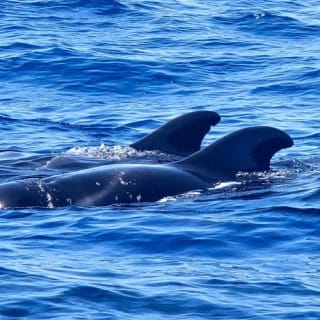 Los Cristianos: Excursión guiada en barco 3
