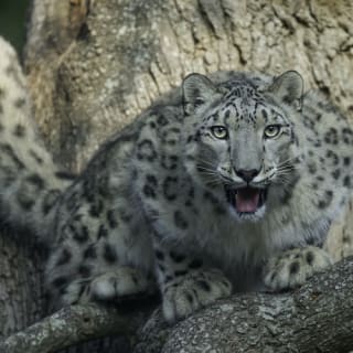 Zoo Safari de Thoiry : billet coupe-file 4