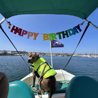 Pedal Boat rental in hidden part of San Diego Bay! 8