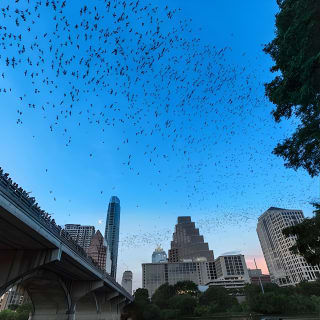 Congress Avenue Bat Bridge Kayak Tour in Austin 1