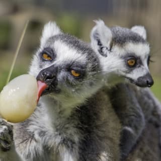 Zoo Safari de Thoiry : billet coupe-file 7