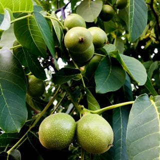 Árbol 5 1