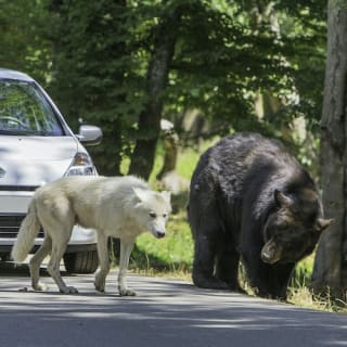 Zoo Safari de Thoiry : billet coupe-file 10