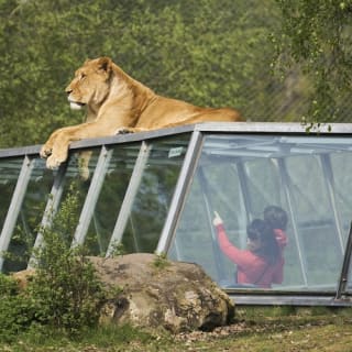 Zoo Safari de Thoiry : billet coupe-file 11