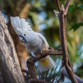 Bloedel Conservatory: Indoor Tropical Garden 9