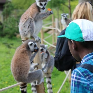 Zoo Safari de Thoiry : billet coupe-file 12