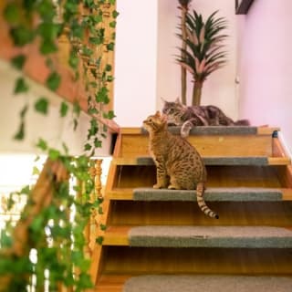 Cat Museum Budapest: Entry Ticket + Audio Guide 11