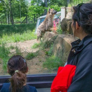 Zoo Safari de Thoiry : billet coupe-file 13