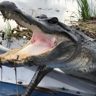New Orleans Small-Group Airboat Swamp Tour 3