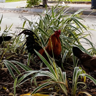 Best of Little Havana: un tour a piedi di cibo e cultura a Miami 8