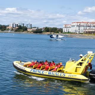 Zodiac Whale Watching Adventure from Victoria 6