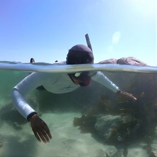 Kelp Forest Snorkeling in Cape Town 8